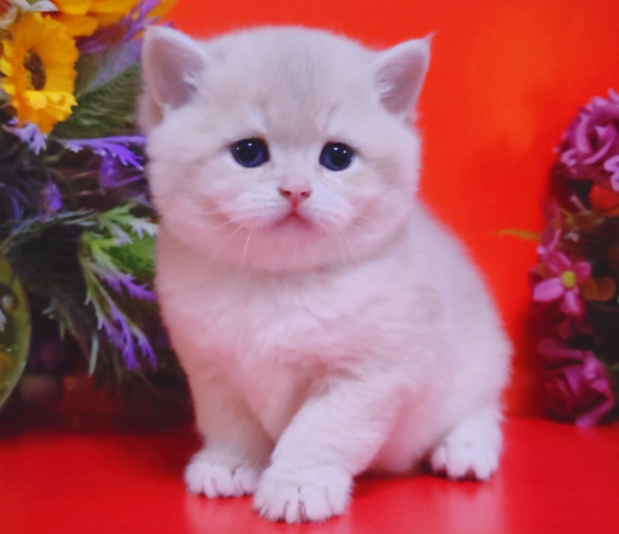 Красивейшие британские котята Мелитополь