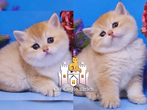 Красивейшие британские котята Мелитополь