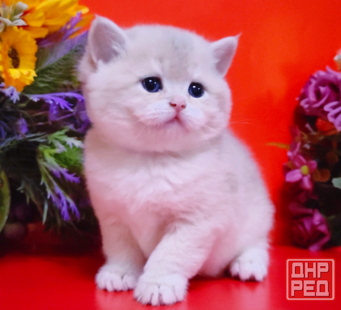 Красивейшие британские котята Мелитополь - изображение 2