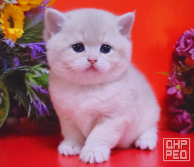 Красивейшие британские котята Мелитополь - изображение 3