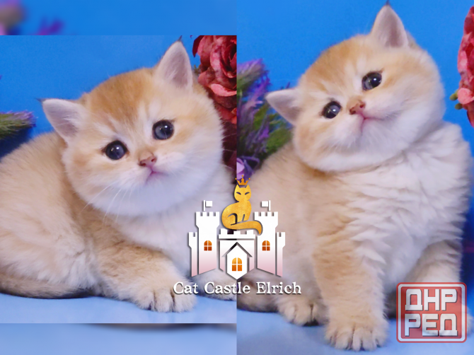 Красивейшие британские котята Мелитополь - изображение 1