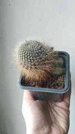 Кактус Ребуция Донецк