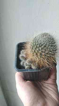 Кактус Ребуция Донецк