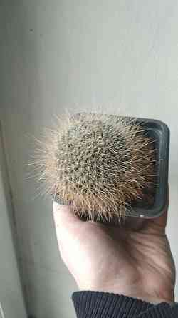 Кактус Ребуция Донецк