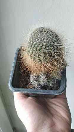 Кактус Ребуция Донецк