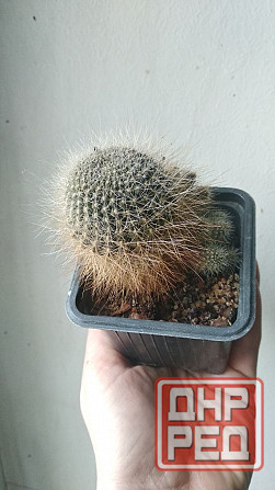 Кактус Ребуция Донецк - изображение 4