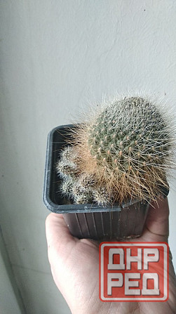 Кактус Ребуция Донецк - изображение 3