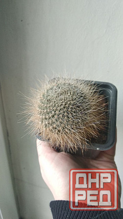 Кактус Ребуция Донецк - изображение 1