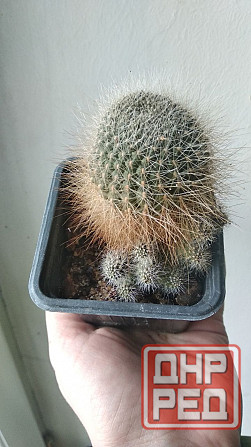 Кактус Ребуция Донецк - изображение 2