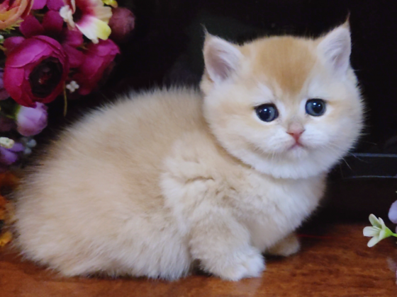 Мальчики и девочки - супер британские котята Мариуполь