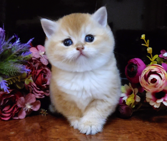 Мальчики и девочки - супер британские котята Мариуполь