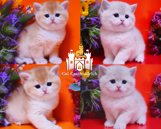 Мальчики и девочки - супер британские котята Мариуполь