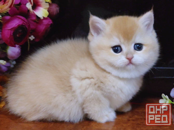 Мальчики и девочки - супер британские котята Мариуполь - изображение 3