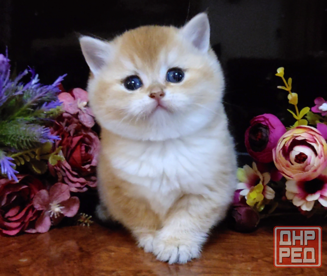 Мальчики и девочки - супер британские котята Мариуполь - изображение 2