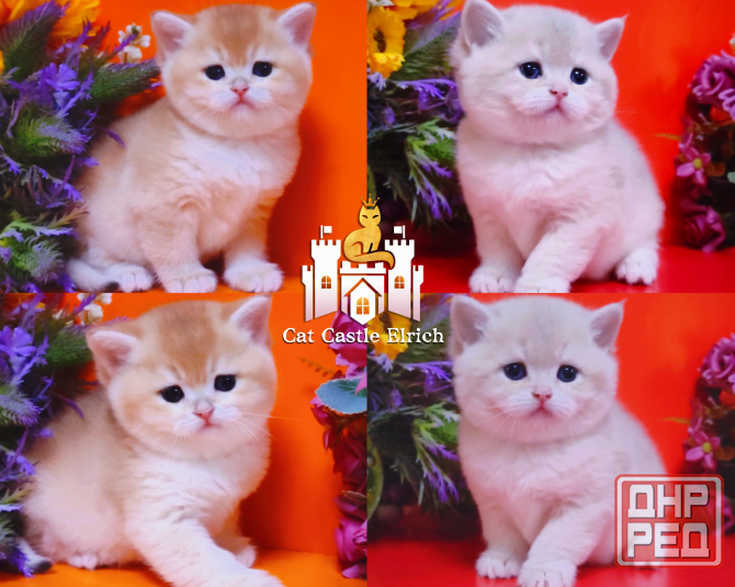 Мальчики и девочки - супер британские котята Мариуполь - изображение 1
