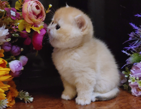 Элитные британские котята Макеевка