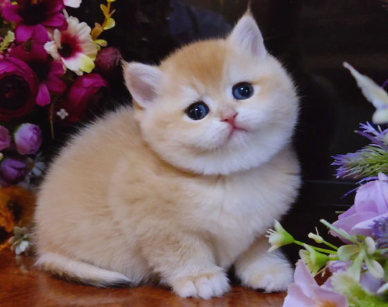 Элитные британские котята Макеевка