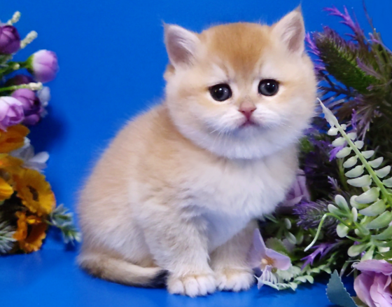 Элитные британские котята Макеевка