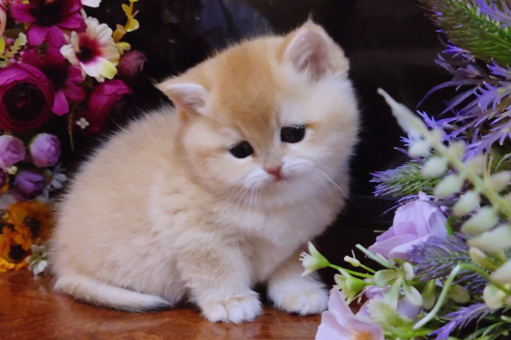 Элитные британские котята Макеевка