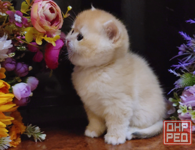 Элитные британские котята Макеевка - изображение 2