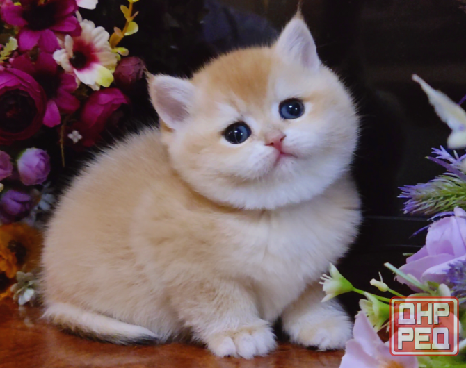 Элитные британские котята Макеевка - изображение 1