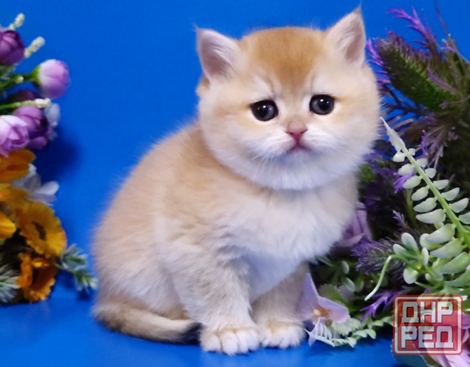 Элитные британские котята Макеевка - изображение 4