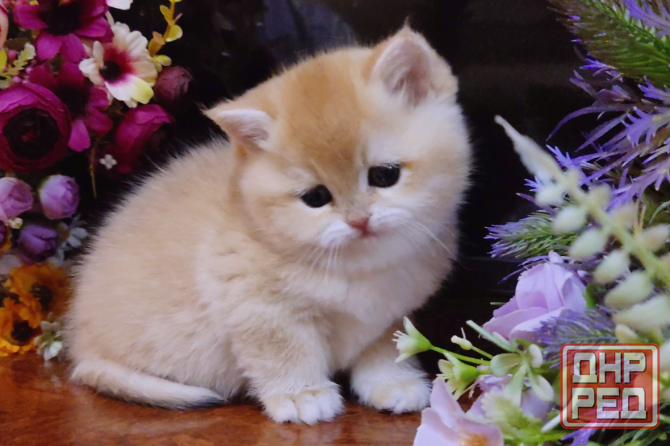 Элитные британские котята Макеевка - изображение 3