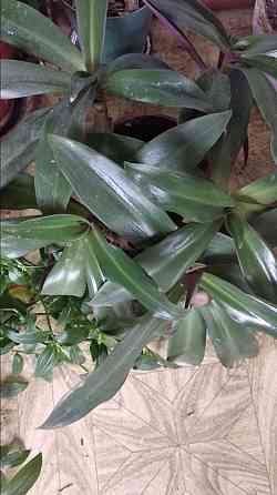 Рео обыкновенное Донецк