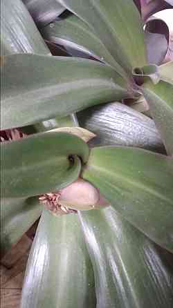 Рео обыкновенное Донецк