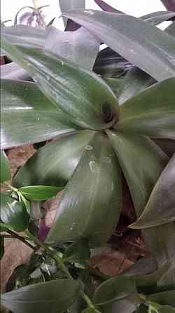 Рео обыкновенное Донецк