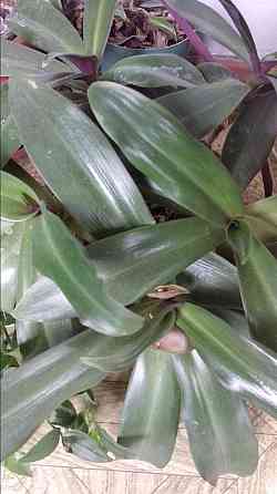 Рео обыкновенное Донецк