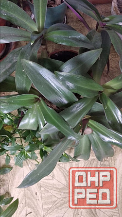 Рео обыкновенное Донецк - изображение 3