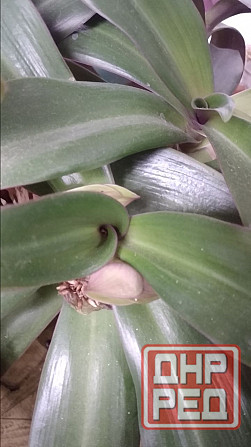 Рео обыкновенное Донецк - изображение 1