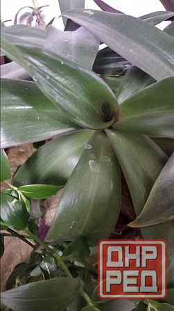 Рео обыкновенное Донецк - изображение 2