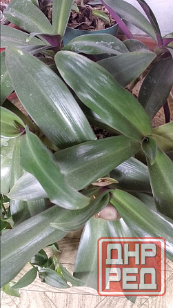 Рео обыкновенное Донецк - изображение 4