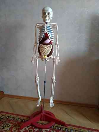 Скелет Артем Донецк