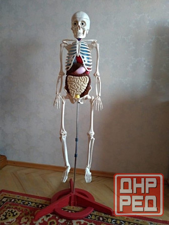 Скелет Артем Донецк - изображение 1