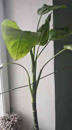 Диффенбахия Донецк