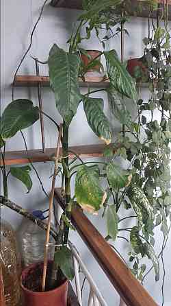 Диффенбахия Донецк