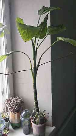 Диффенбахия Донецк