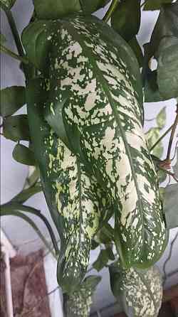 Диффенбахия Донецк