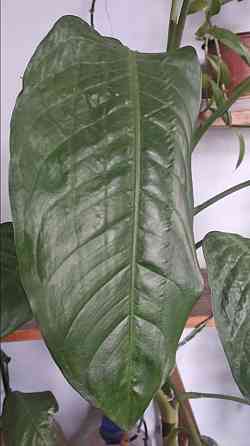 Диффенбахия Донецк