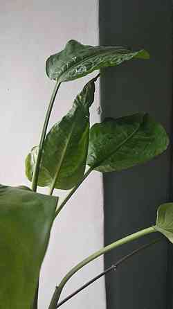 Диффенбахия Донецк