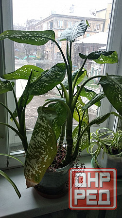 Диффенбахия Донецк - изображение 8