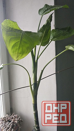 Диффенбахия Донецк - изображение 6