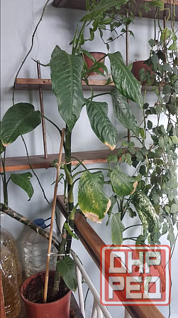 Диффенбахия Донецк - изображение 3