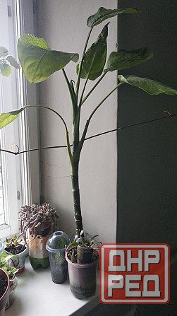 Диффенбахия Донецк - изображение 7