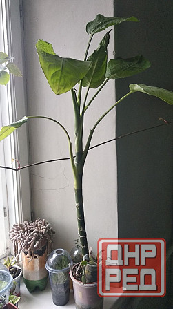 Диффенбахия Донецк - изображение 4