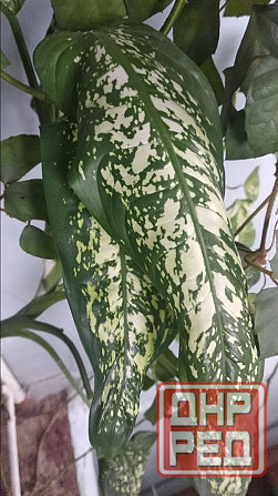 Диффенбахия Донецк - изображение 1