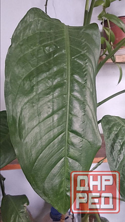 Диффенбахия Донецк - изображение 2